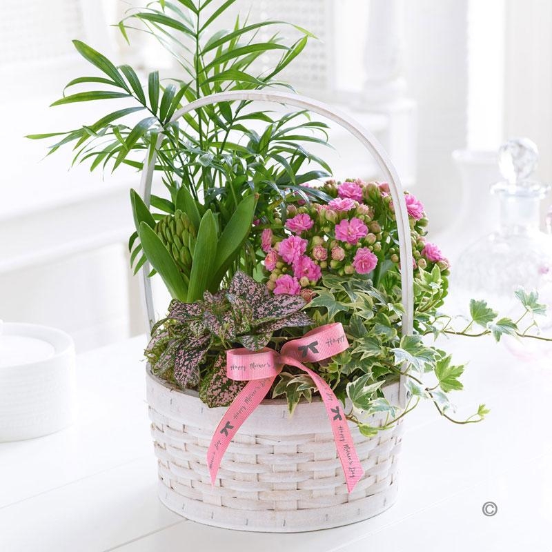 Florist Choice Planted Basket