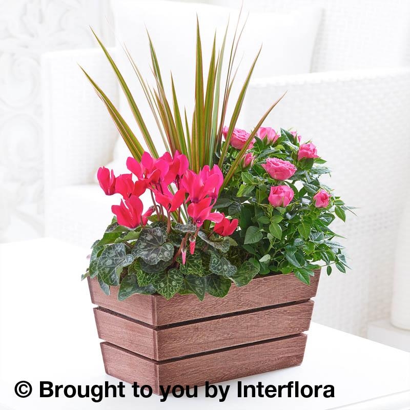 Florist Choice Planted Basket