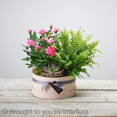 Florist Choice Hatbox Planter