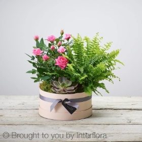 Florist Choice Hatbox Planter