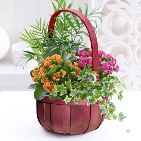 Florist Choice Planted Basket